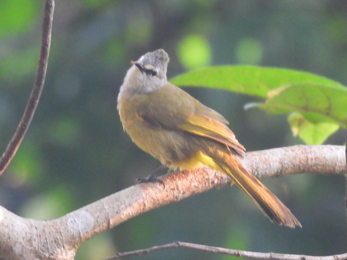 Светлобровый бюльбюль - ML647116304