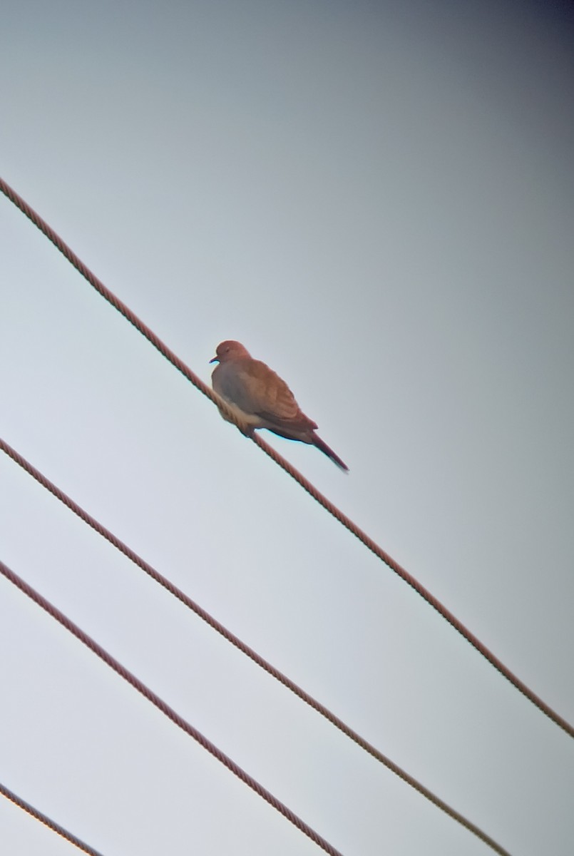 Малая горлица - ML647116306