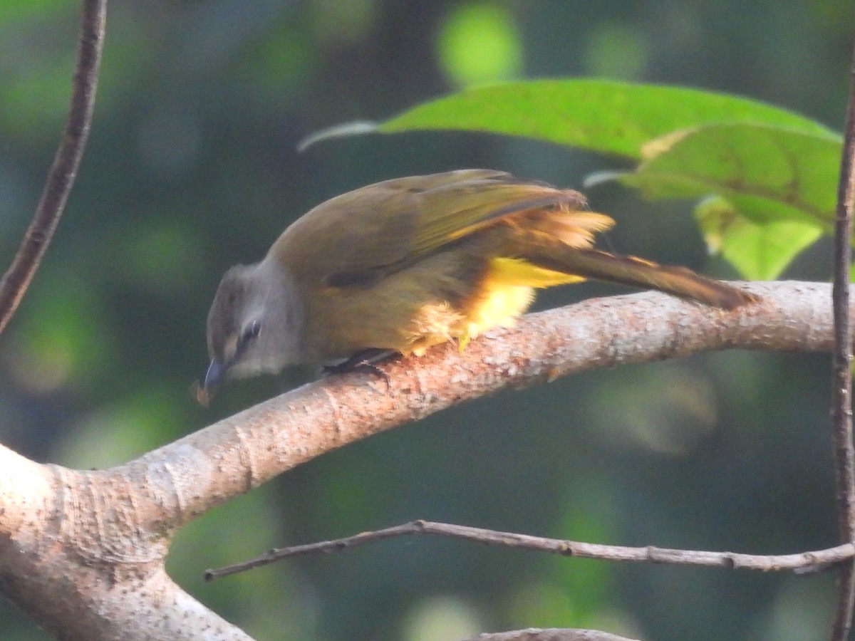 Светлобровый бюльбюль - ML647116307