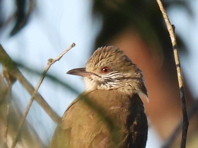 Ayeyarwady Bulbul - ML647116308