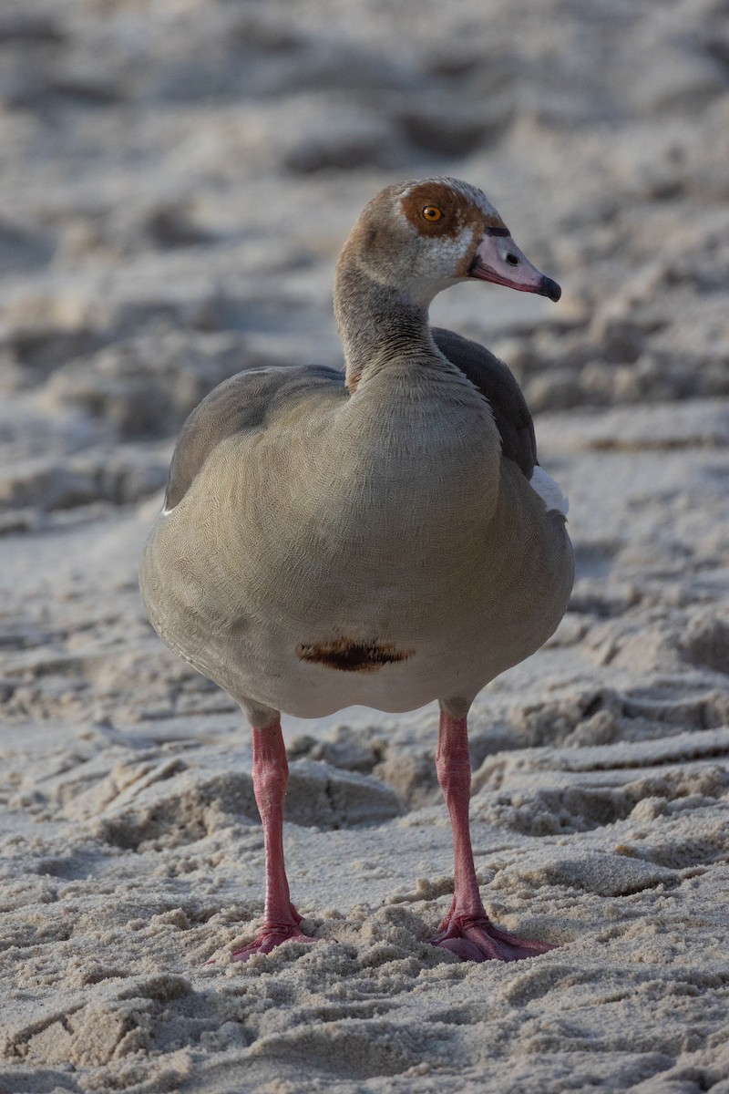 Нильский гусь - ML647116309