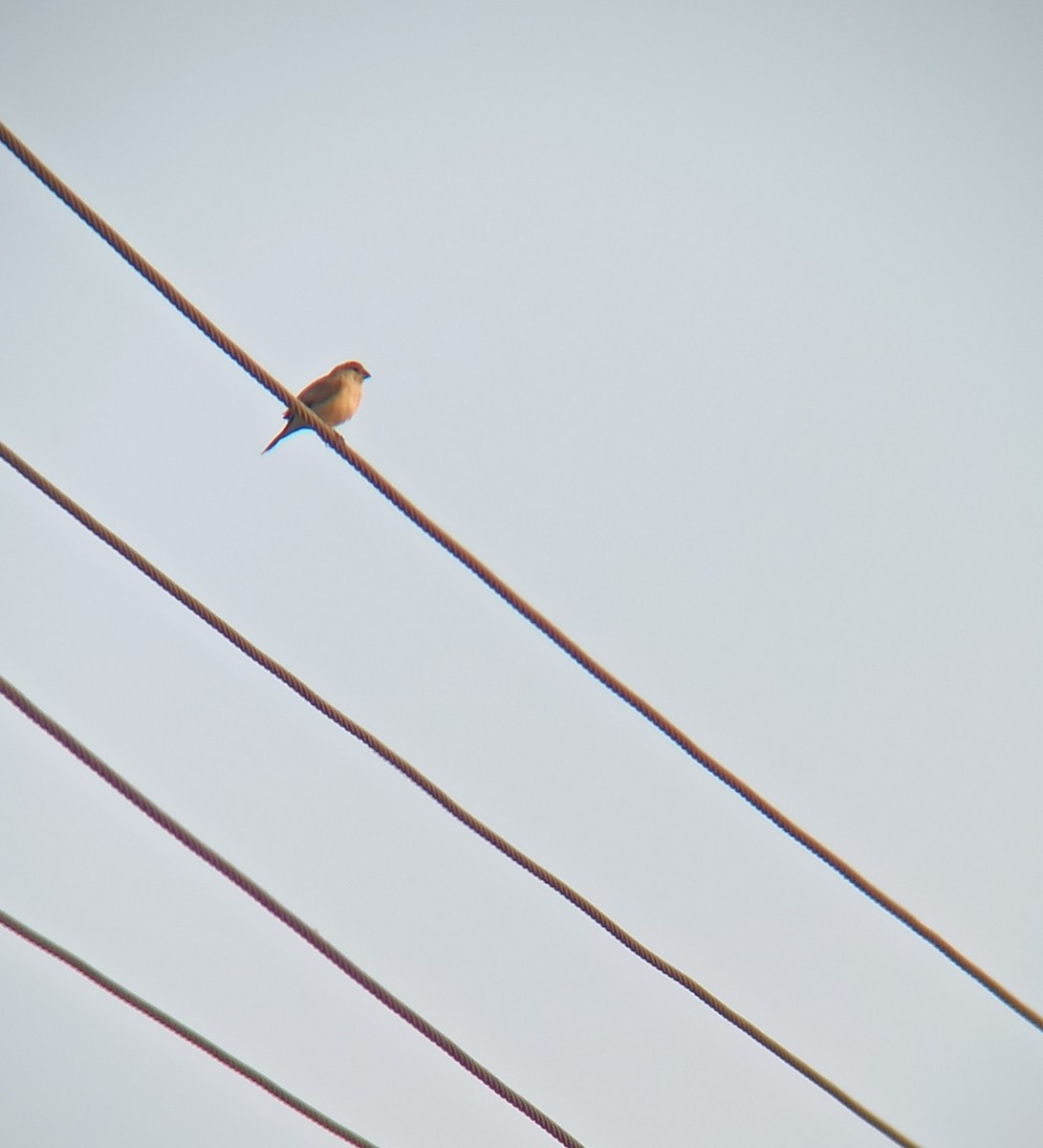 כסוף-מקור הודי - ML647116310