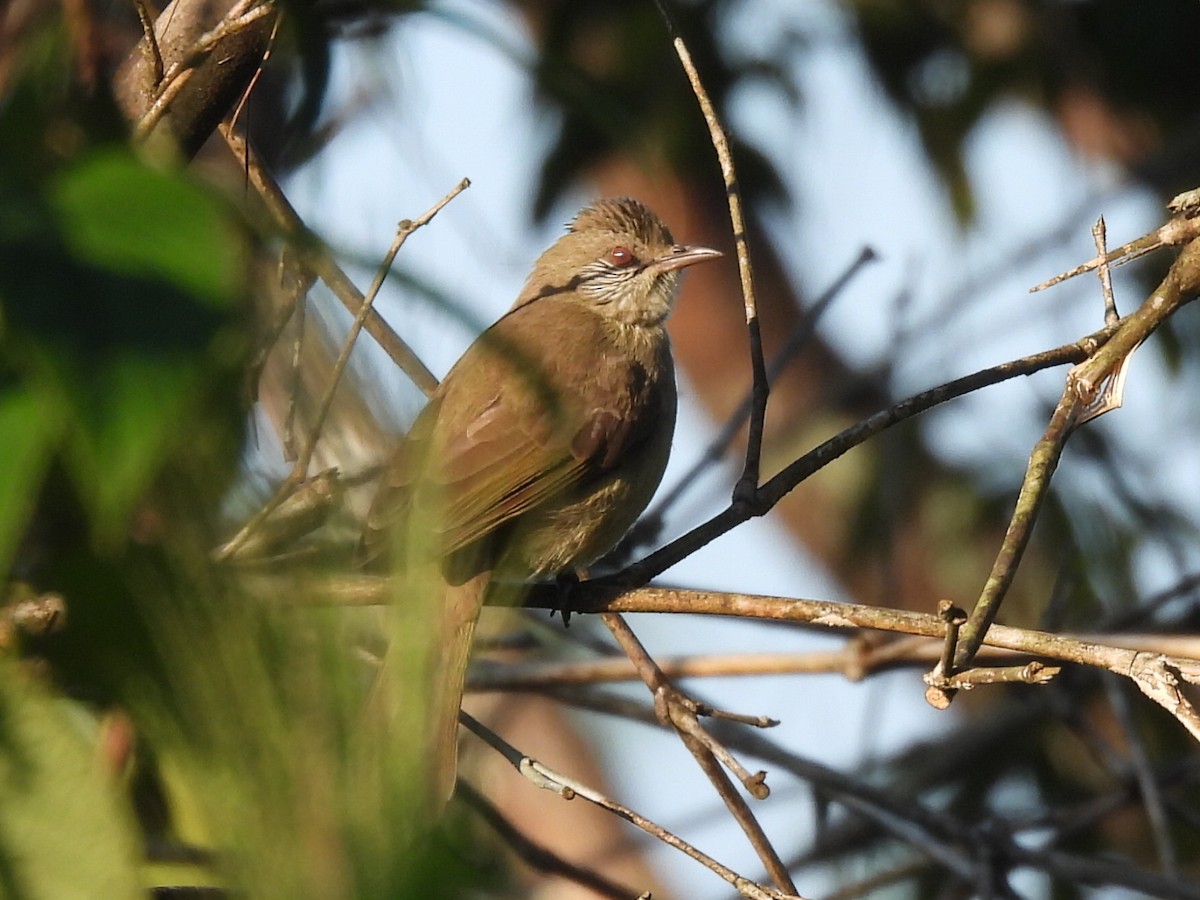 Ayeyarwady Bulbul - ML647116313