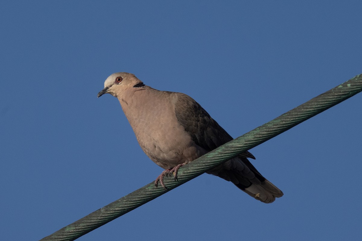 Красноглазая горлица - ML647116314