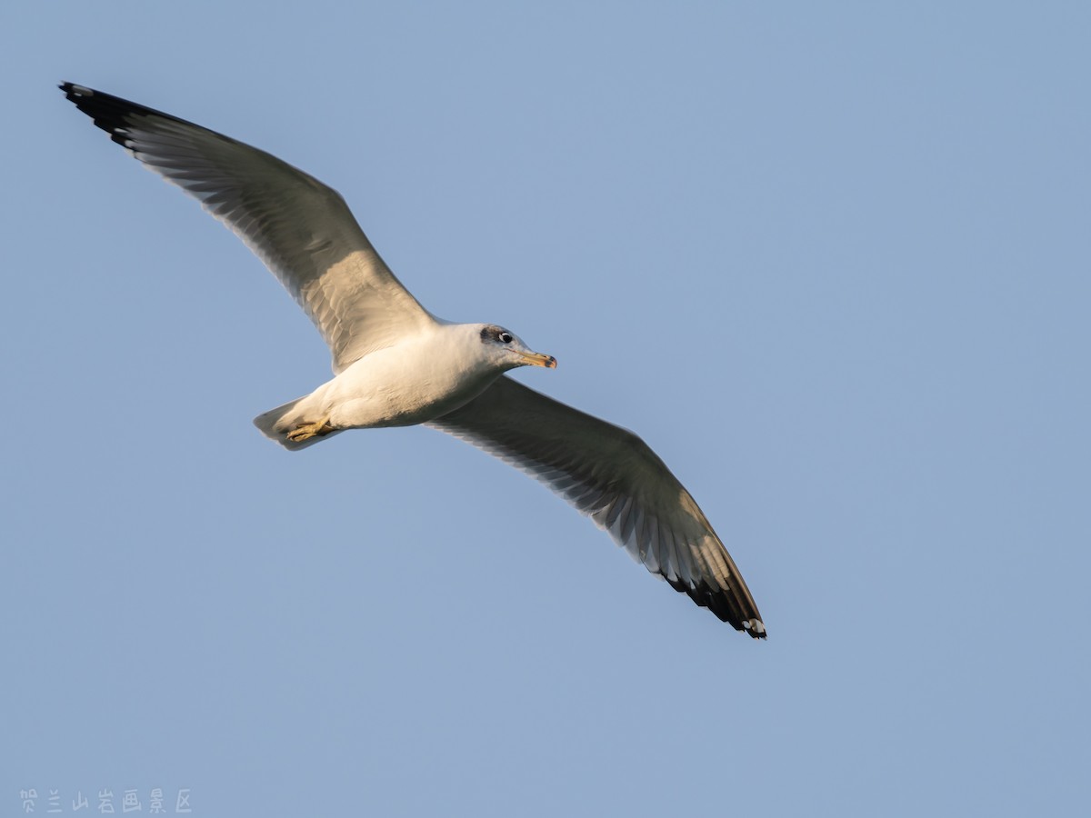 Черноголовый хохотун - ML647116315