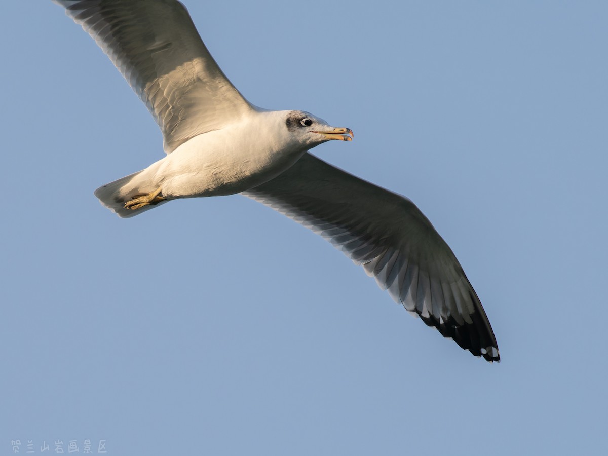 Черноголовый хохотун - ML647116316