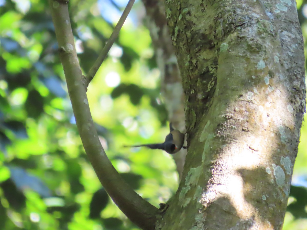 Чернолобый поползень - ML647116317