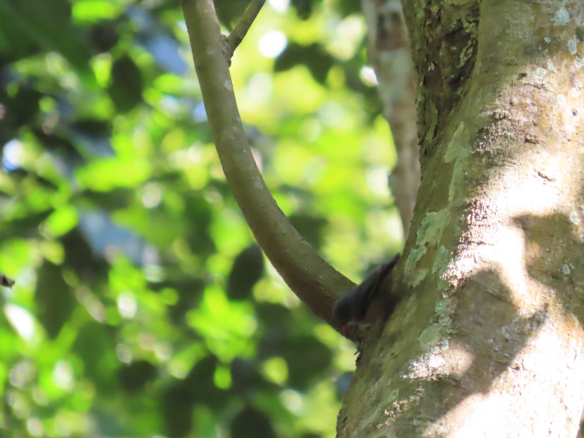 Чернолобый поползень - ML647116318