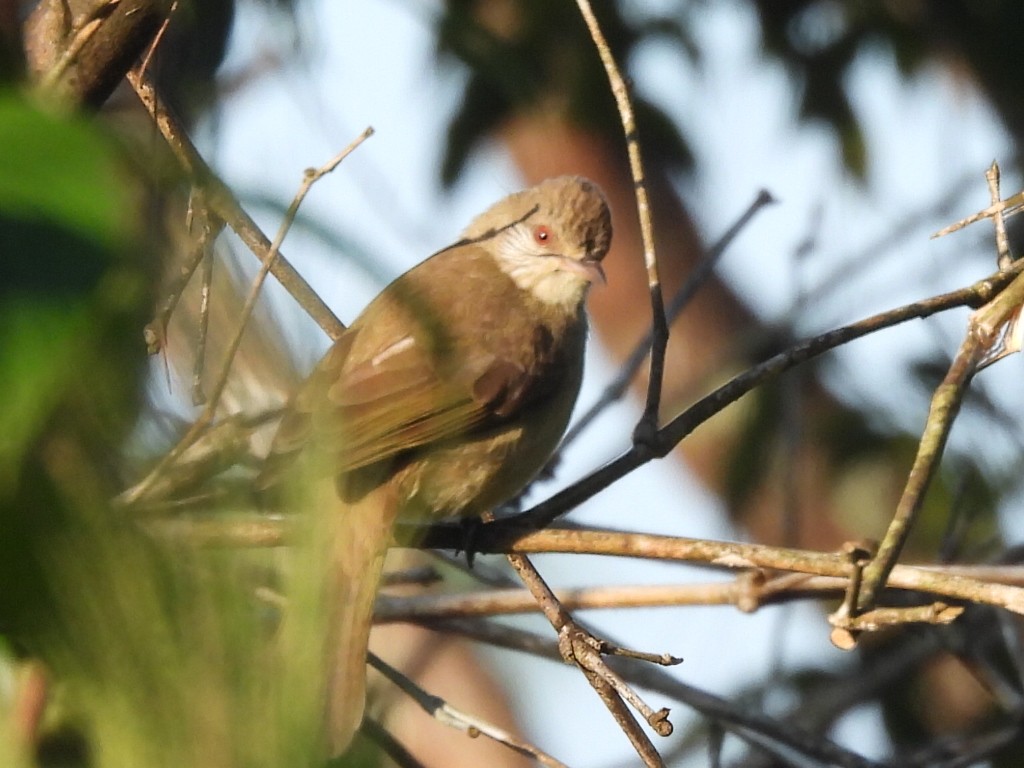 Ayeyarwady Bulbul - ML647116319