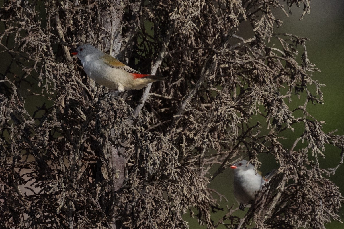 Черногорлый астрильд - ML647116320