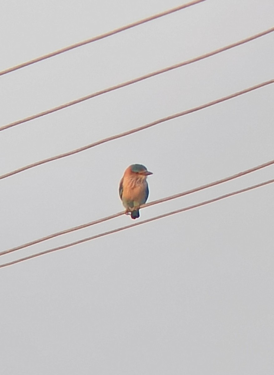 Бенгальская сизоворонка - ML647116325