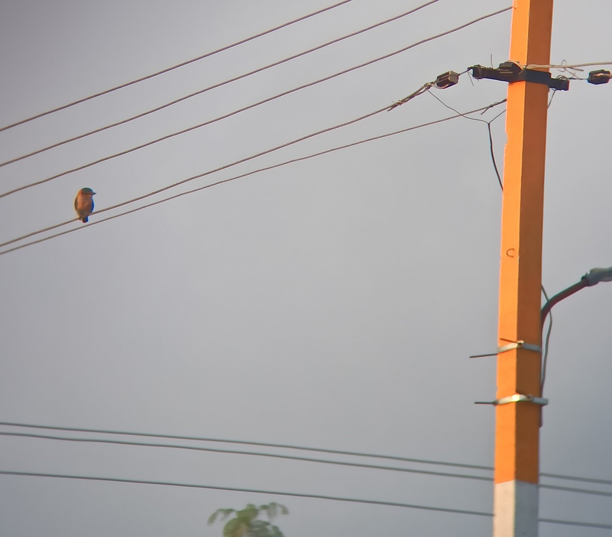 Бенгальская сизоворонка - ML647116326