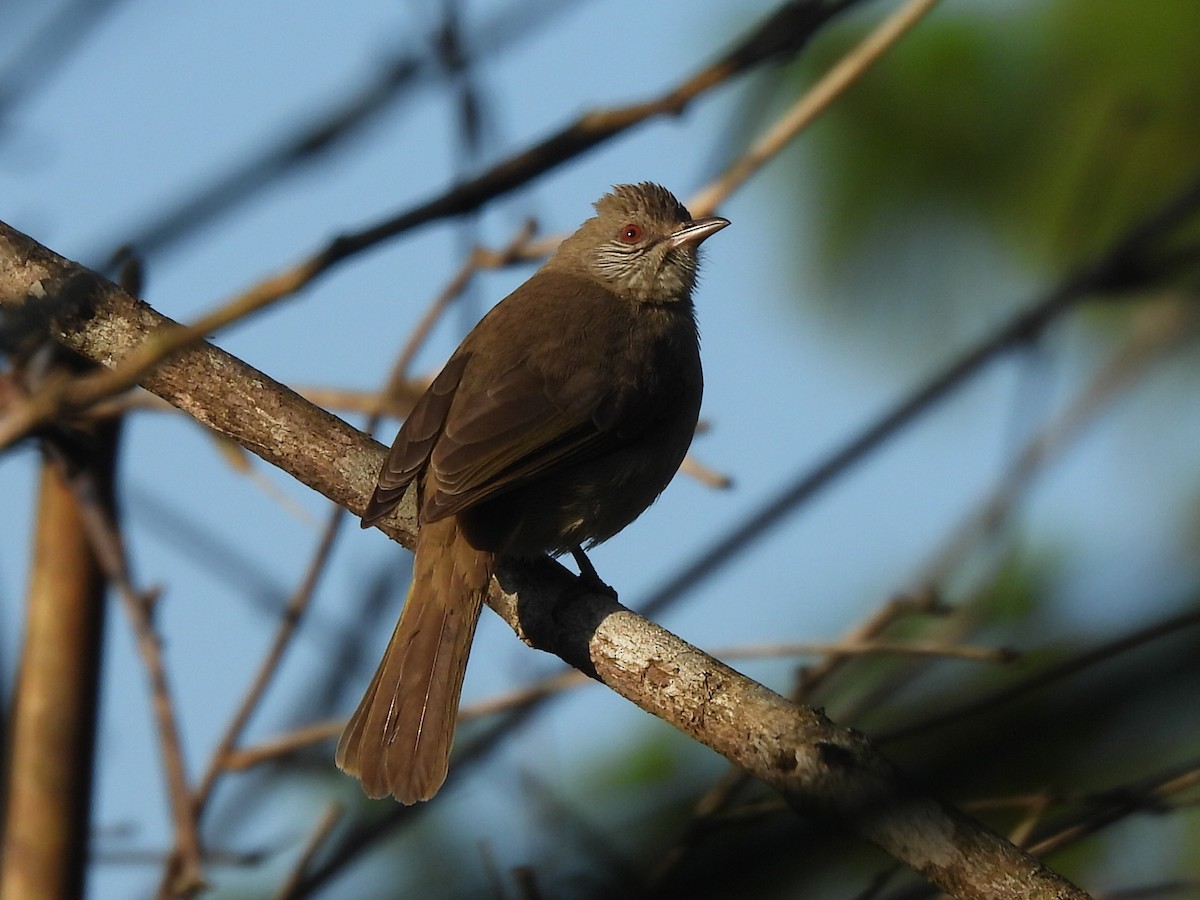 Ayeyarwady Bulbul - ML647116327