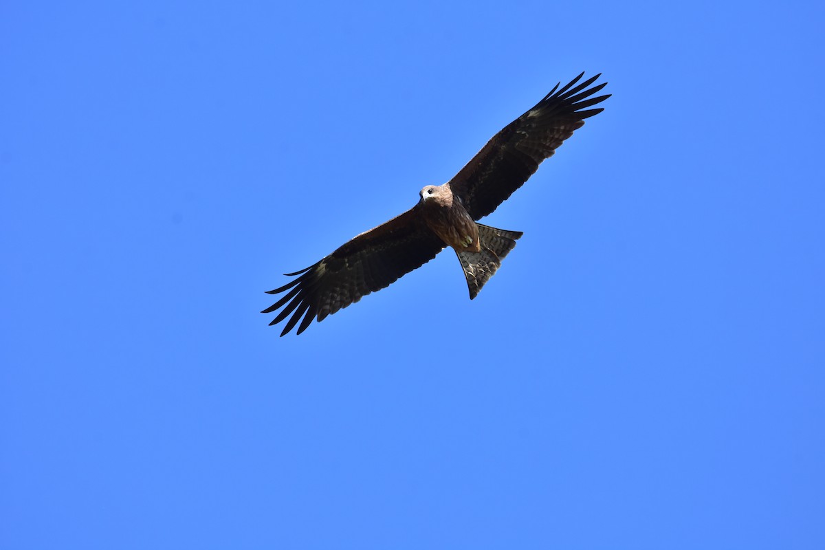 Чёрный коршун - ML647116328