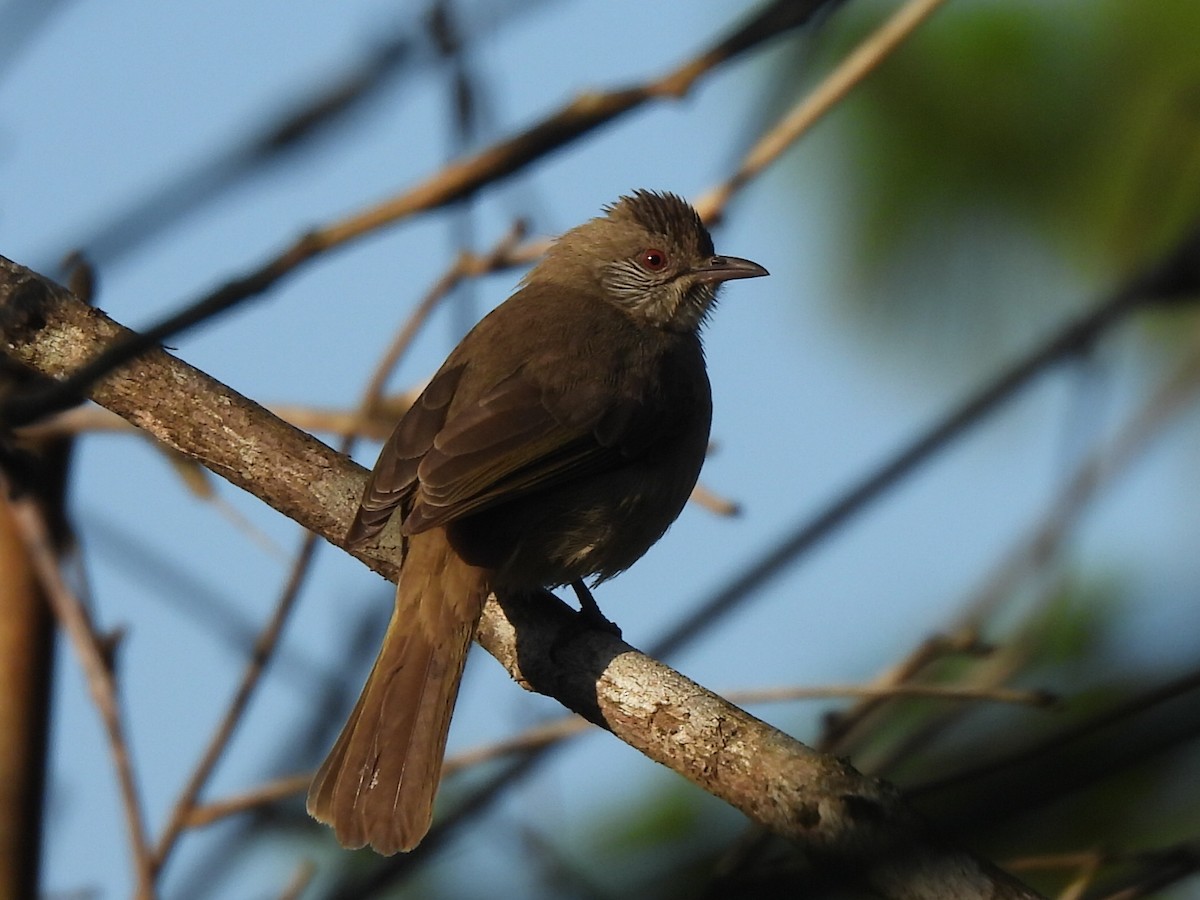 Ayeyarwady Bulbul - ML647116330