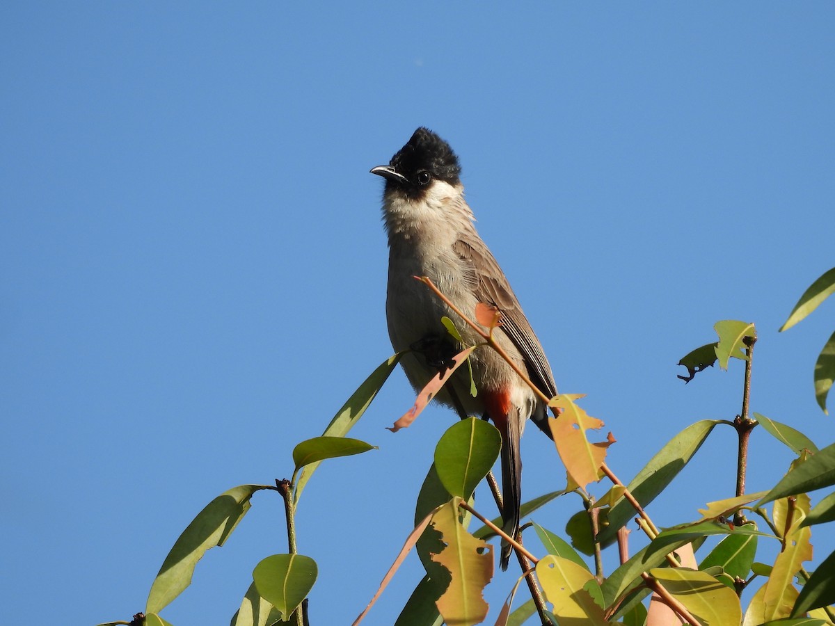 Bulbul Ventridorado - ML647116339