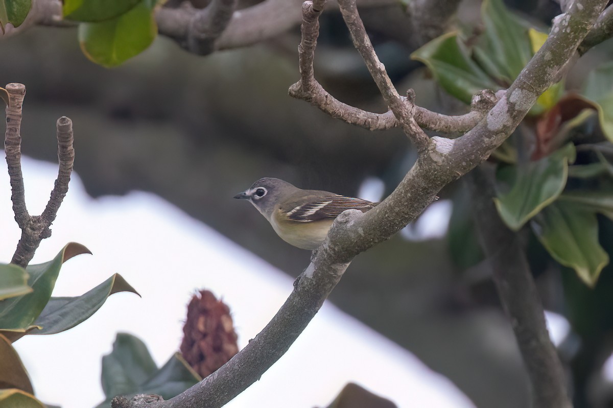 Bireo buru-urdina - ML647116349