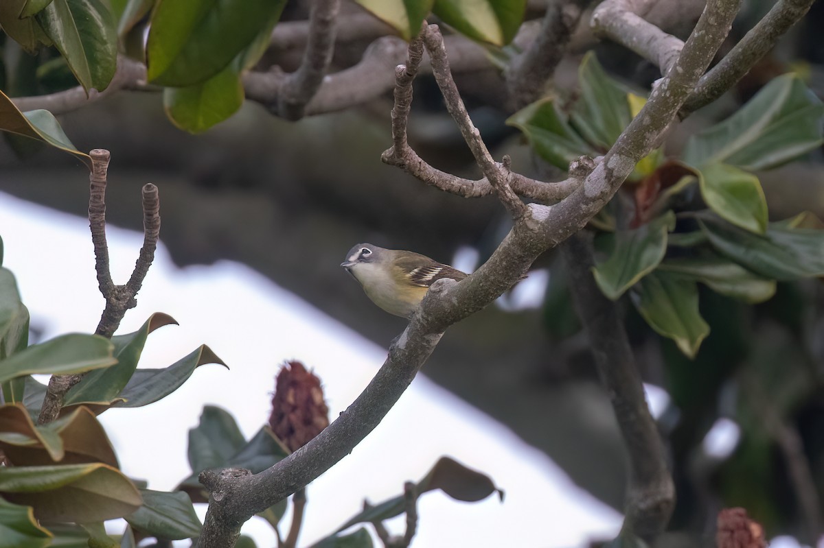 Bireo buru-urdina - ML647116350