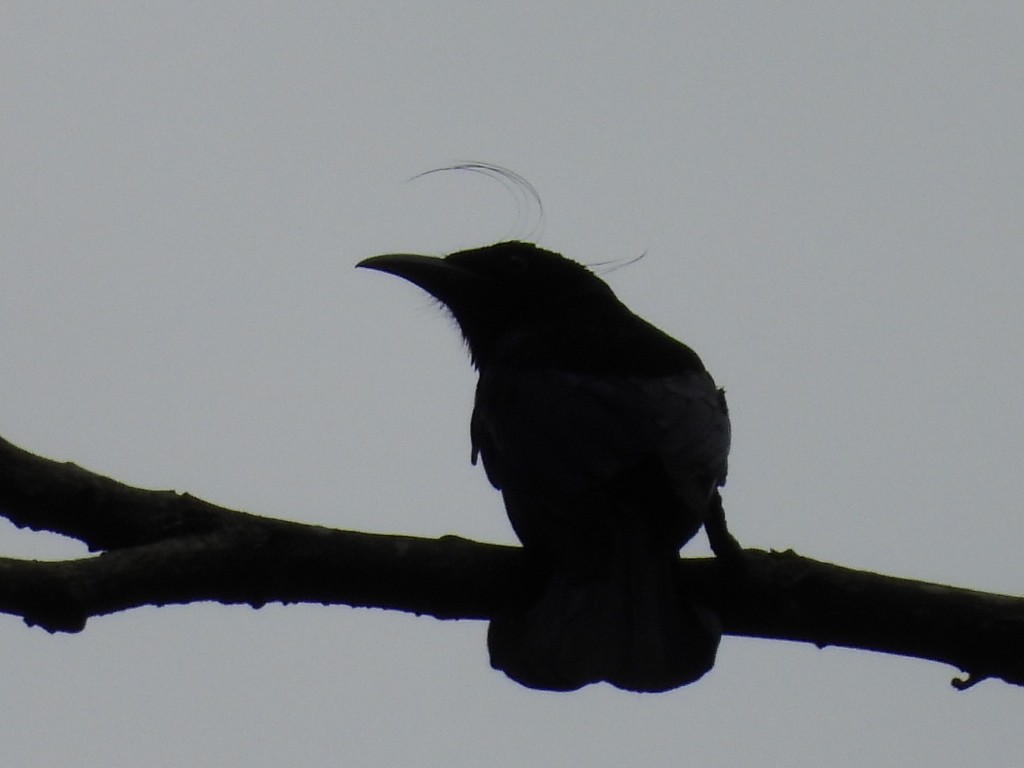 Hair-crested Drongo - ML647116365