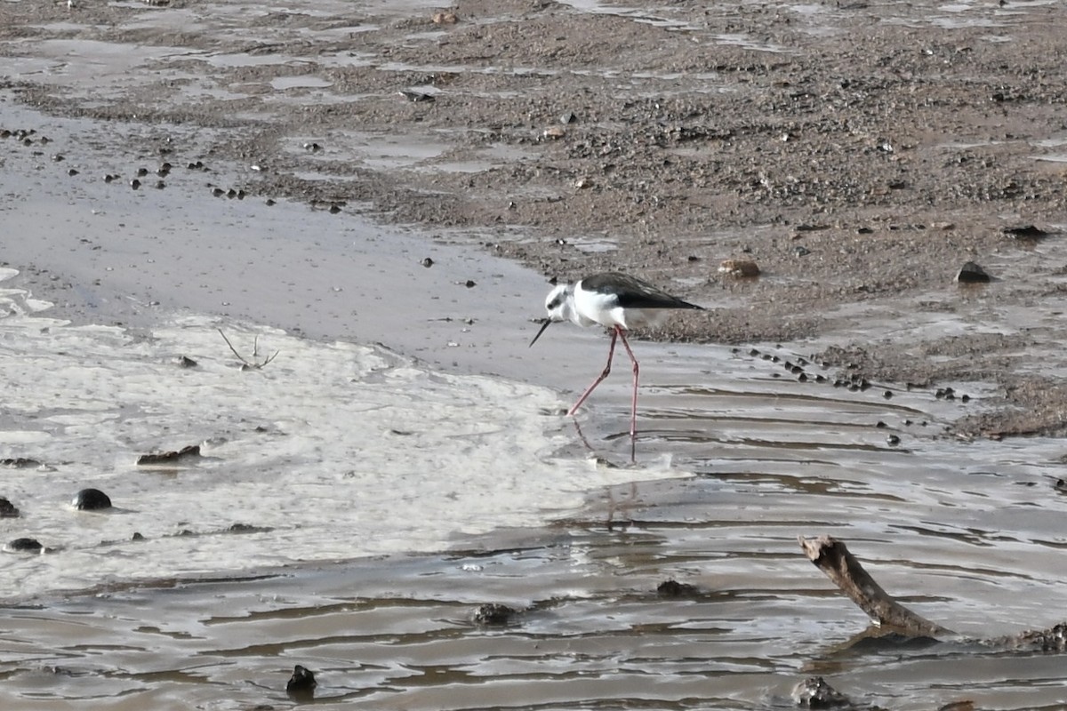 Black-winged Stilt - ML647116375