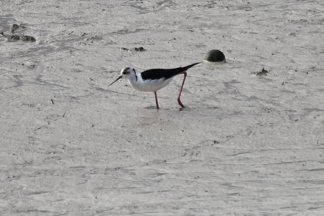 Black-winged Stilt - ML647116376