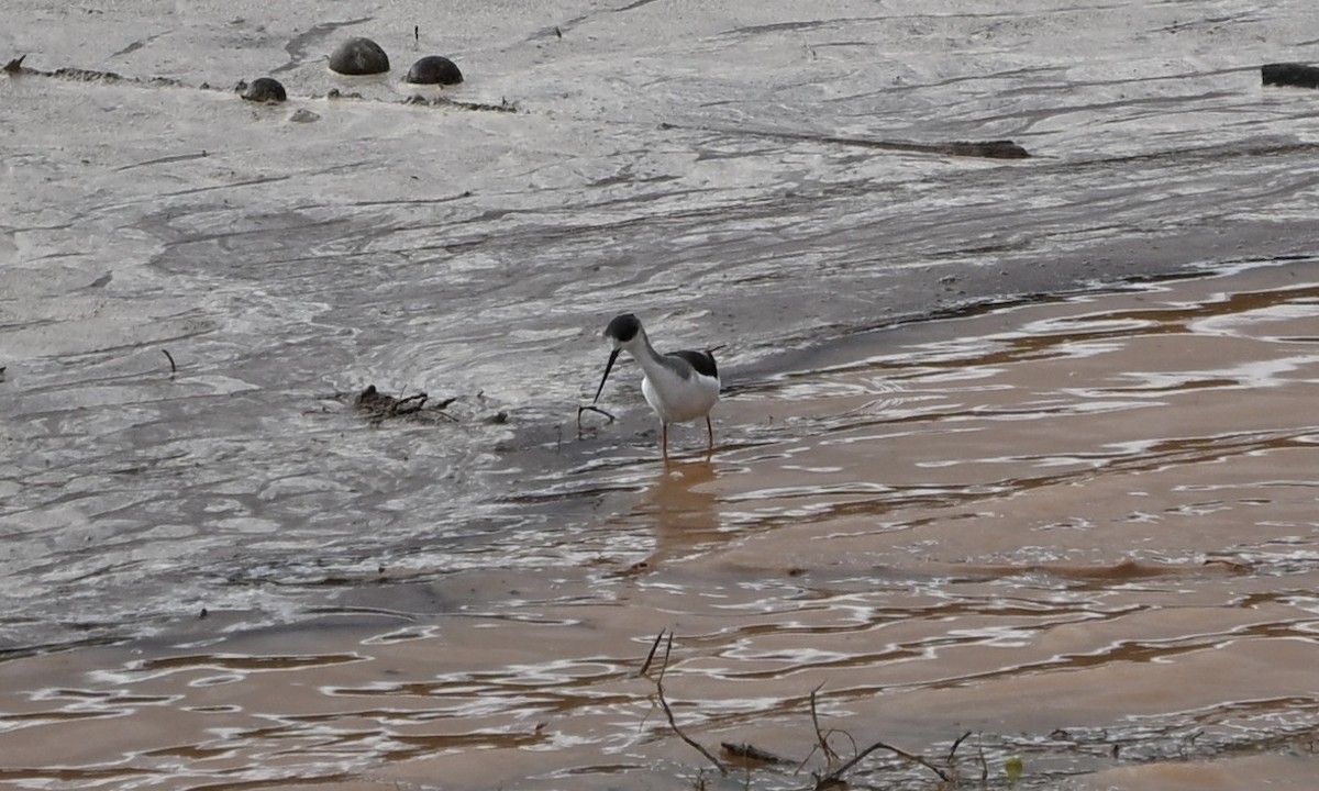 Black-winged Stilt - ML647116377