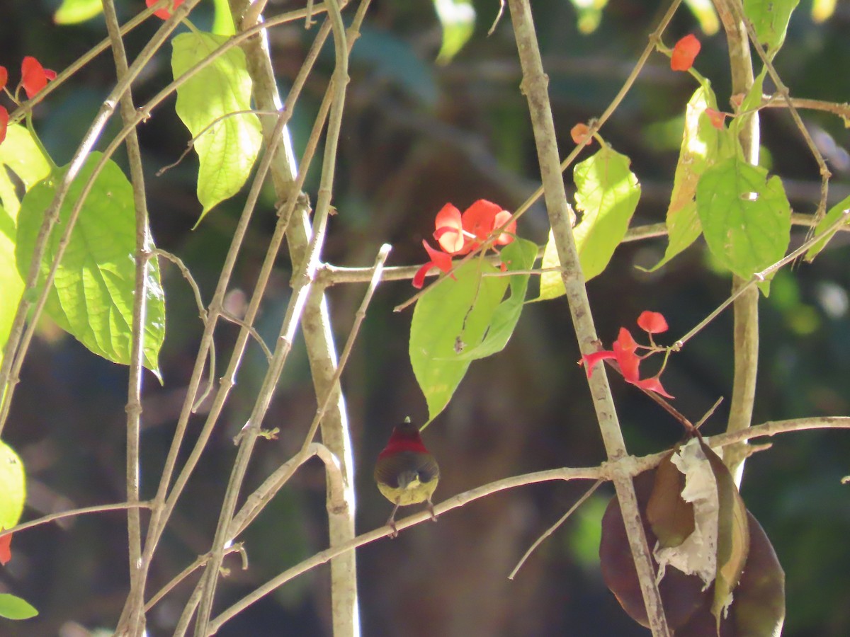 Crimson Sunbird - ML647116386