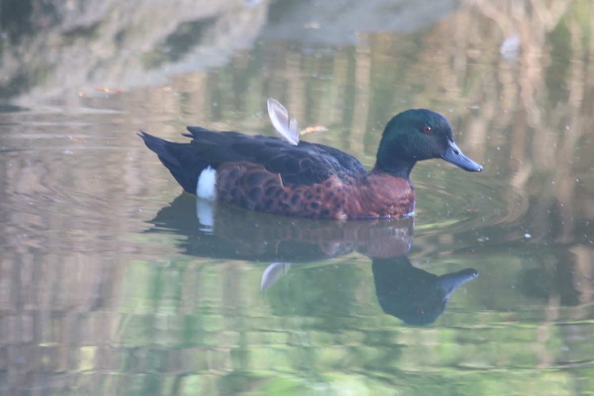 Chestnut Teal - ML647116389