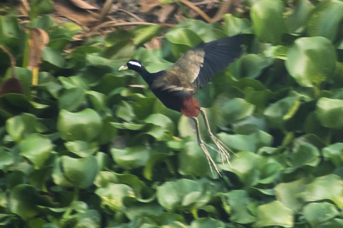 Бронзовокрылая якана - ML647116392