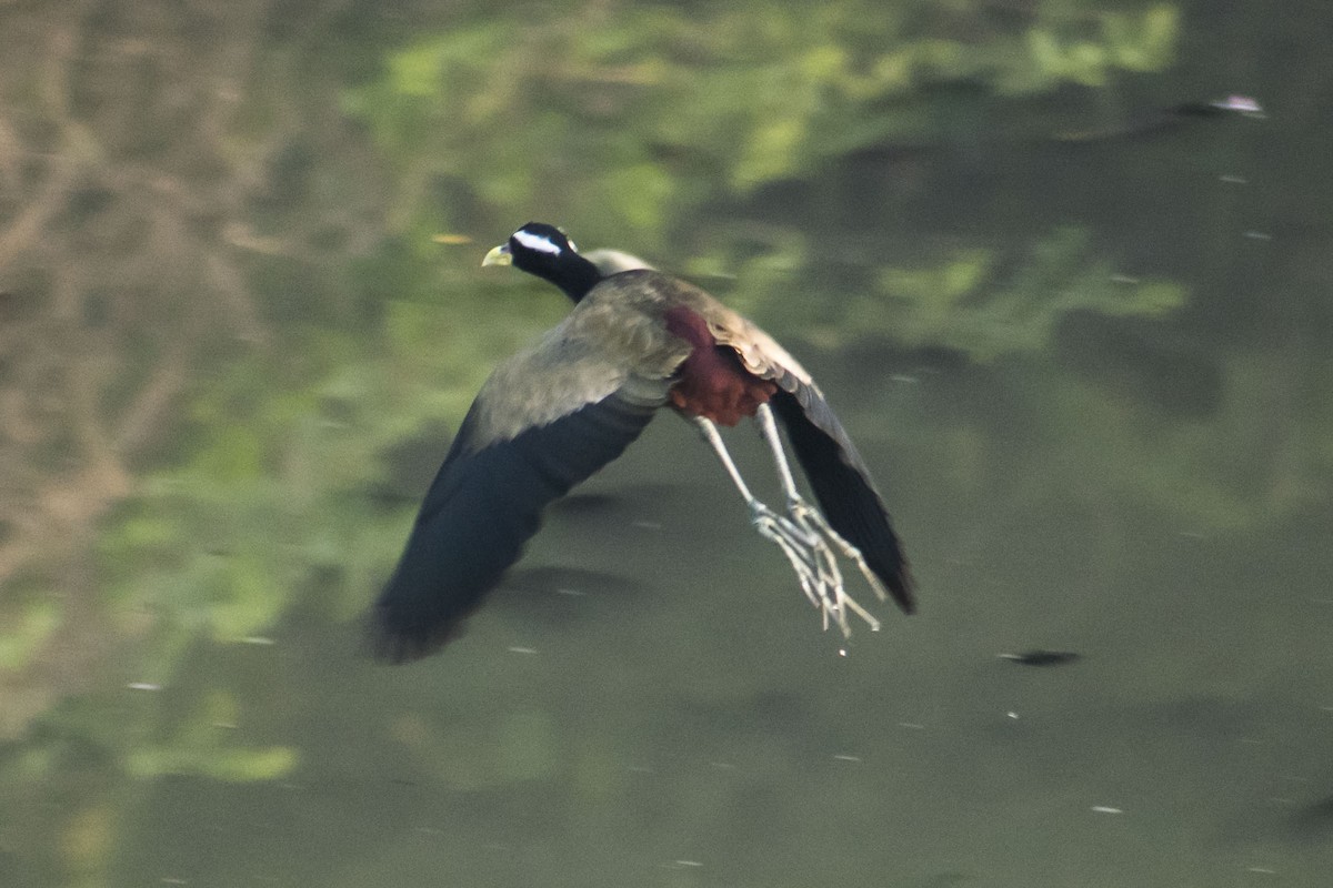 Бронзовокрылая якана - ML647116393