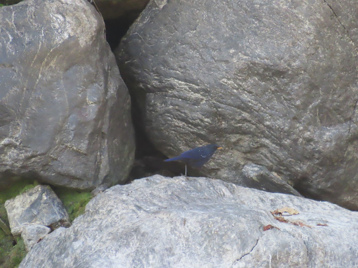 modravec siný - ML647116410