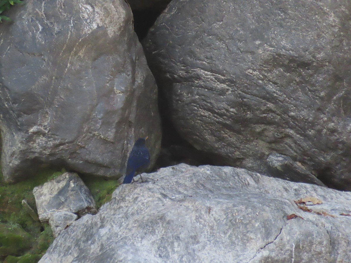 modravec siný - ML647116411