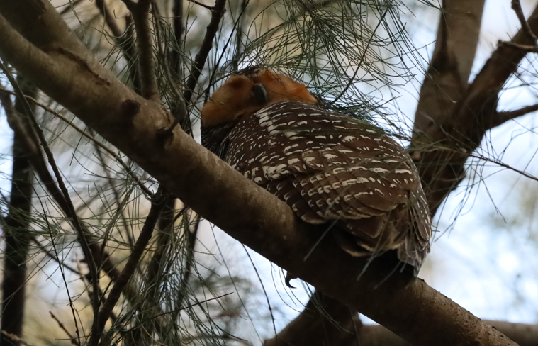 Spotted Wood-Owl - ML647116417