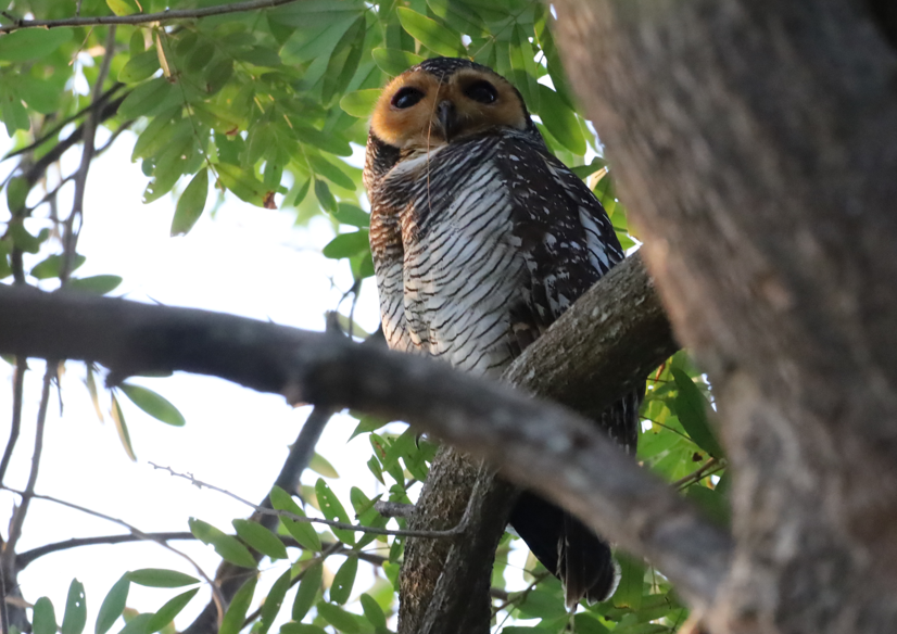 Spotted Wood-Owl - ML647116418