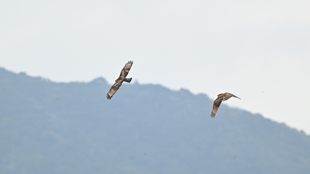 Дорнын сар - ML647116426