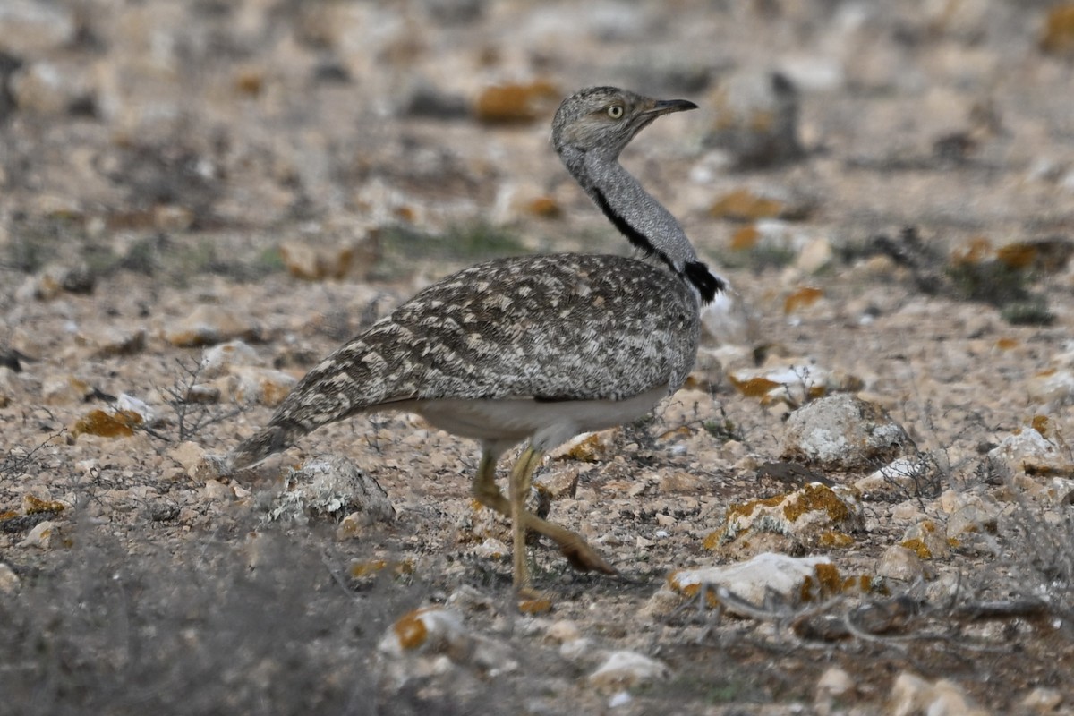 Hubara basoilo afrikarra (Kanariar uharteetakoa) - ML647116427