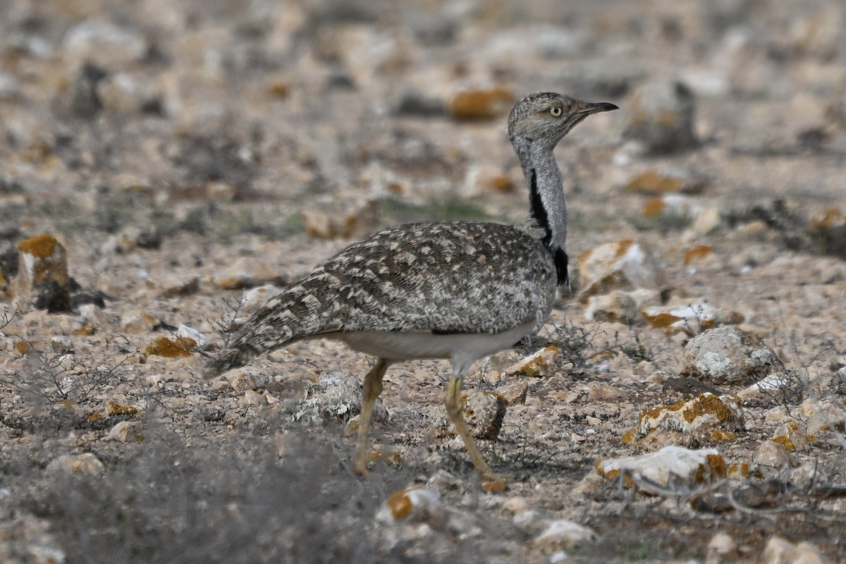 Hubara basoilo afrikarra (Kanariar uharteetakoa) - ML647116430