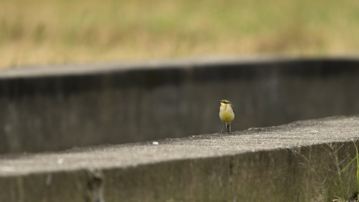 Дорнын шар цэгцгий - ML647116433