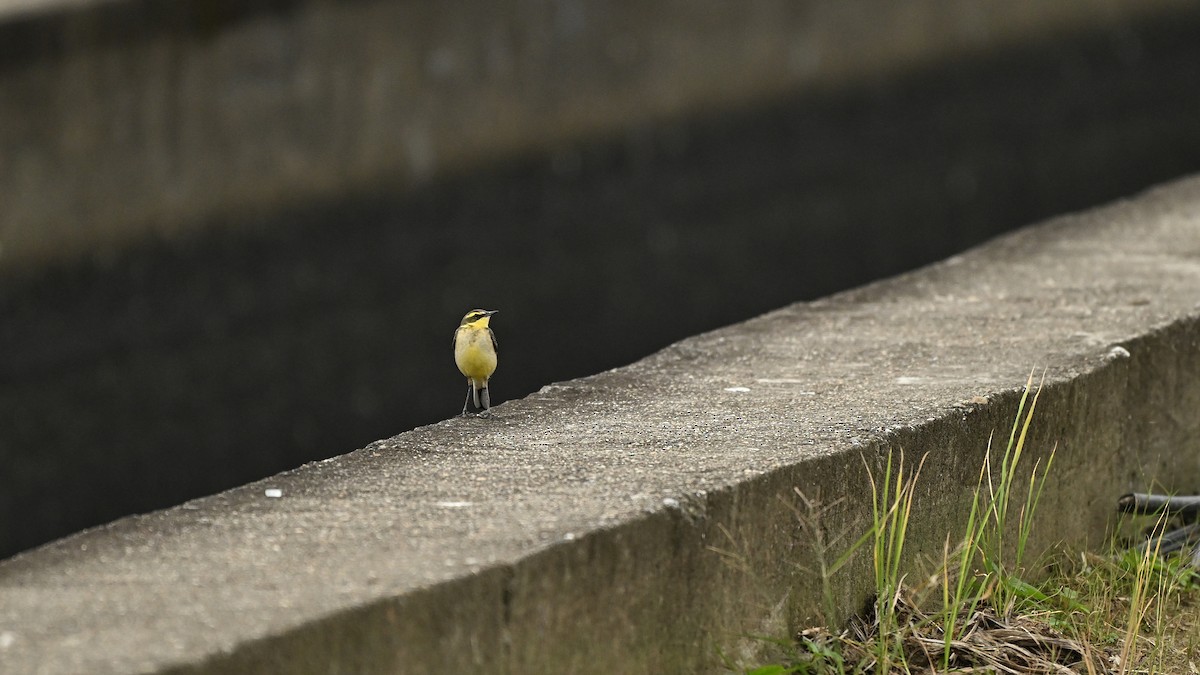 Дорнын шар цэгцгий - ML647116434