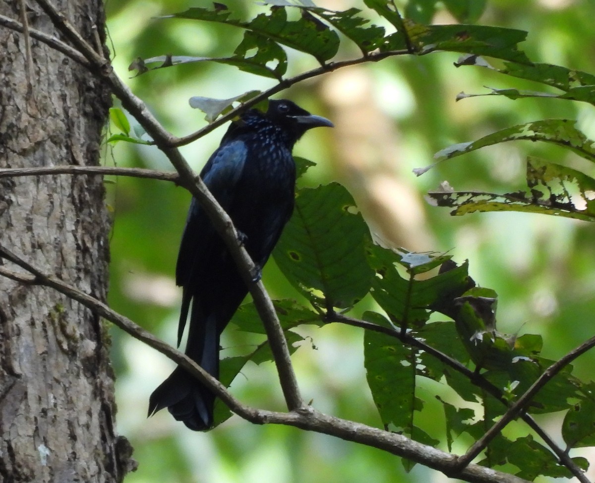 Hair-crested Drongo - ML647116441
