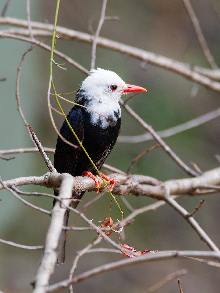 Black Bulbul (leucocephalus Group) - ML647116442