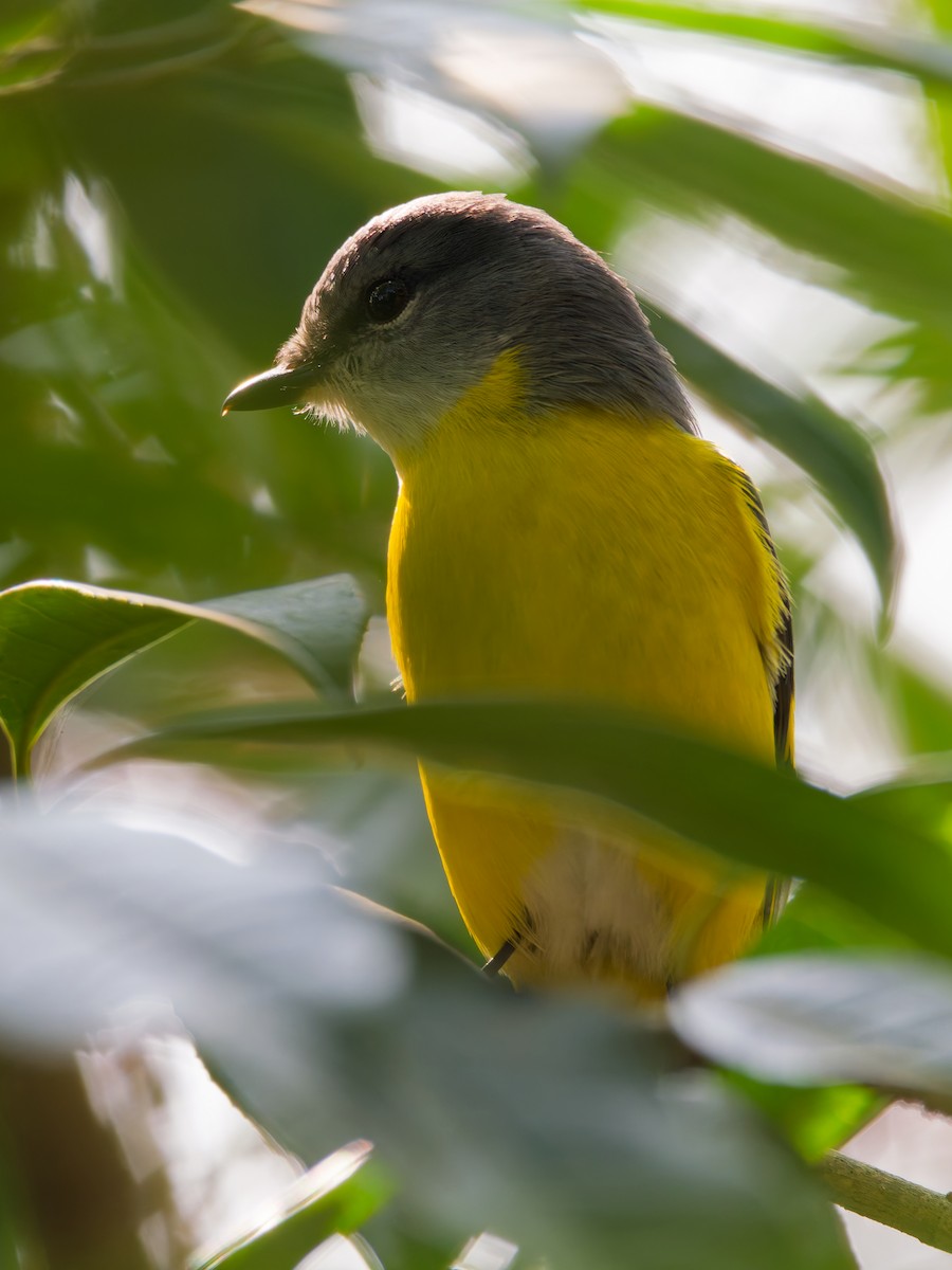 Личинкоїд сірощокий - ML647116444