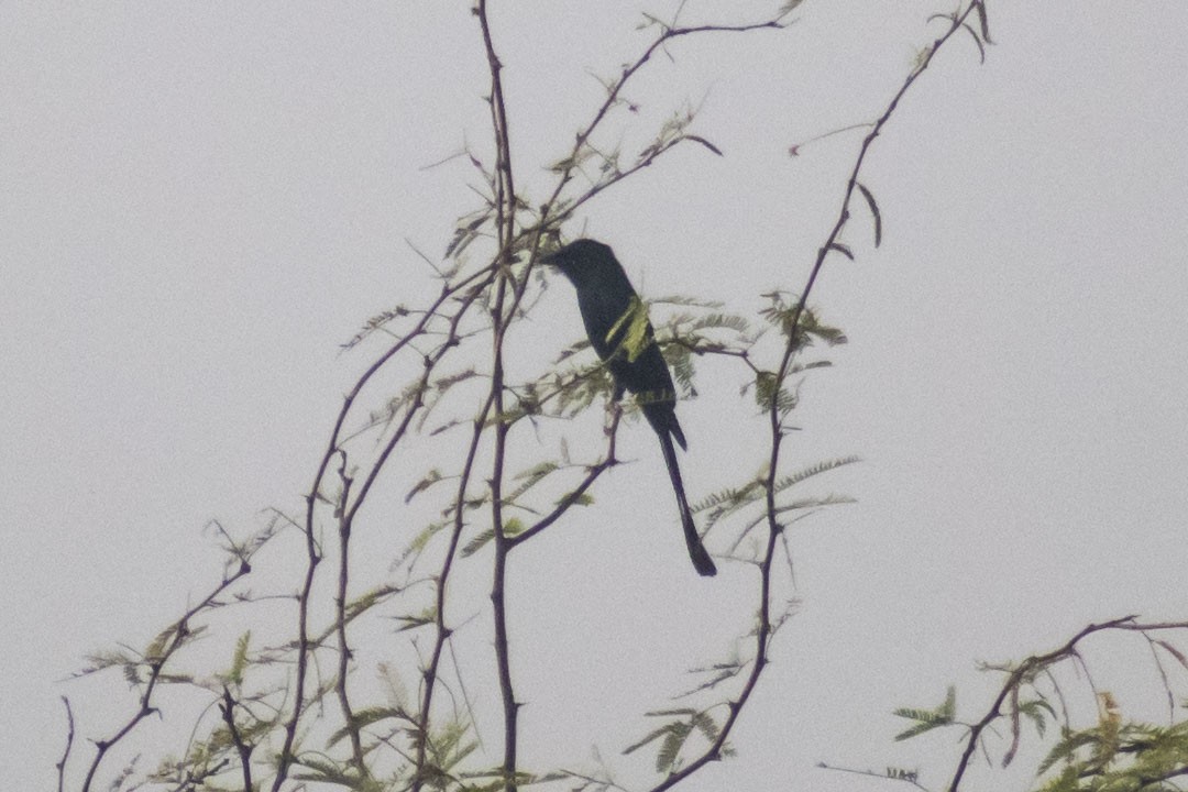 Black Drongo - ML647116447