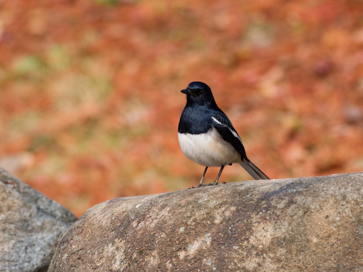 Oriental Magpie-Robin - ML647116451