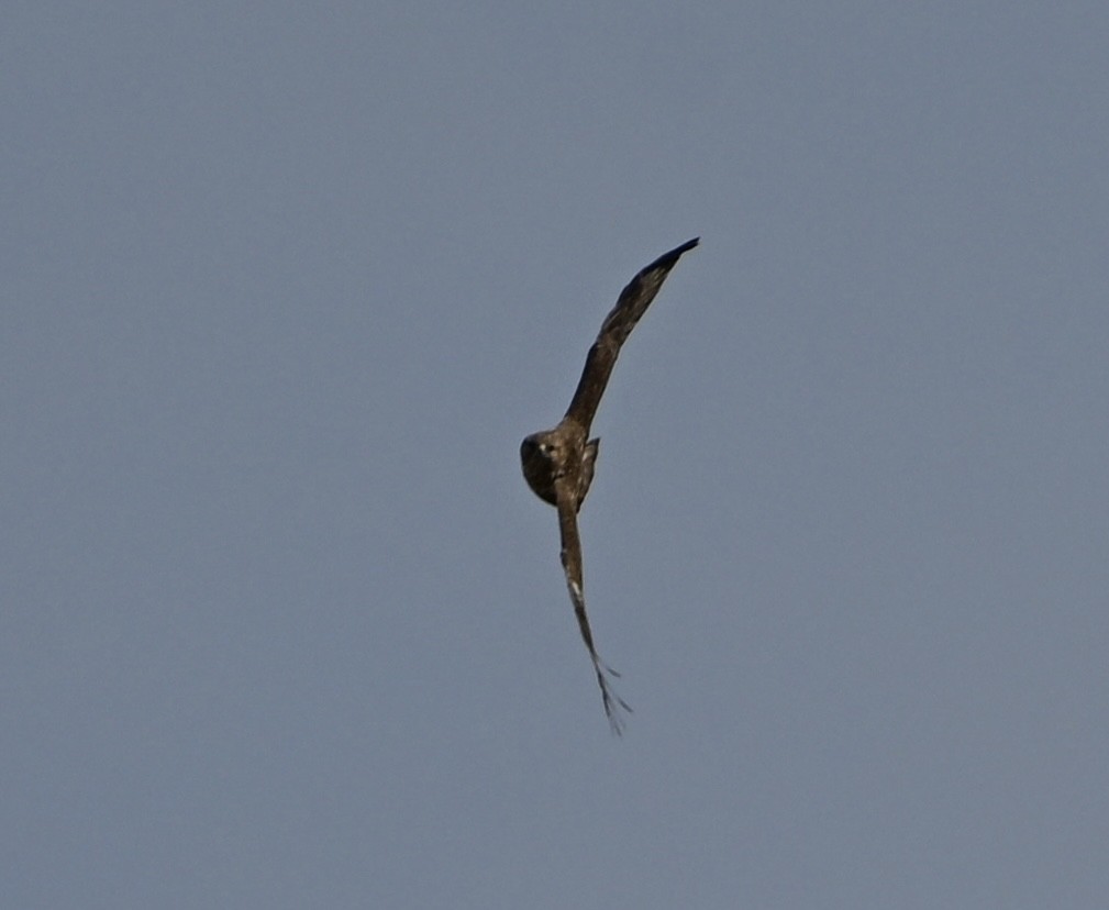 káně lesní (ssp. insularum) - ML647116453