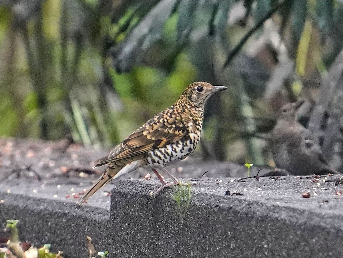 gulltrost - ML647116456