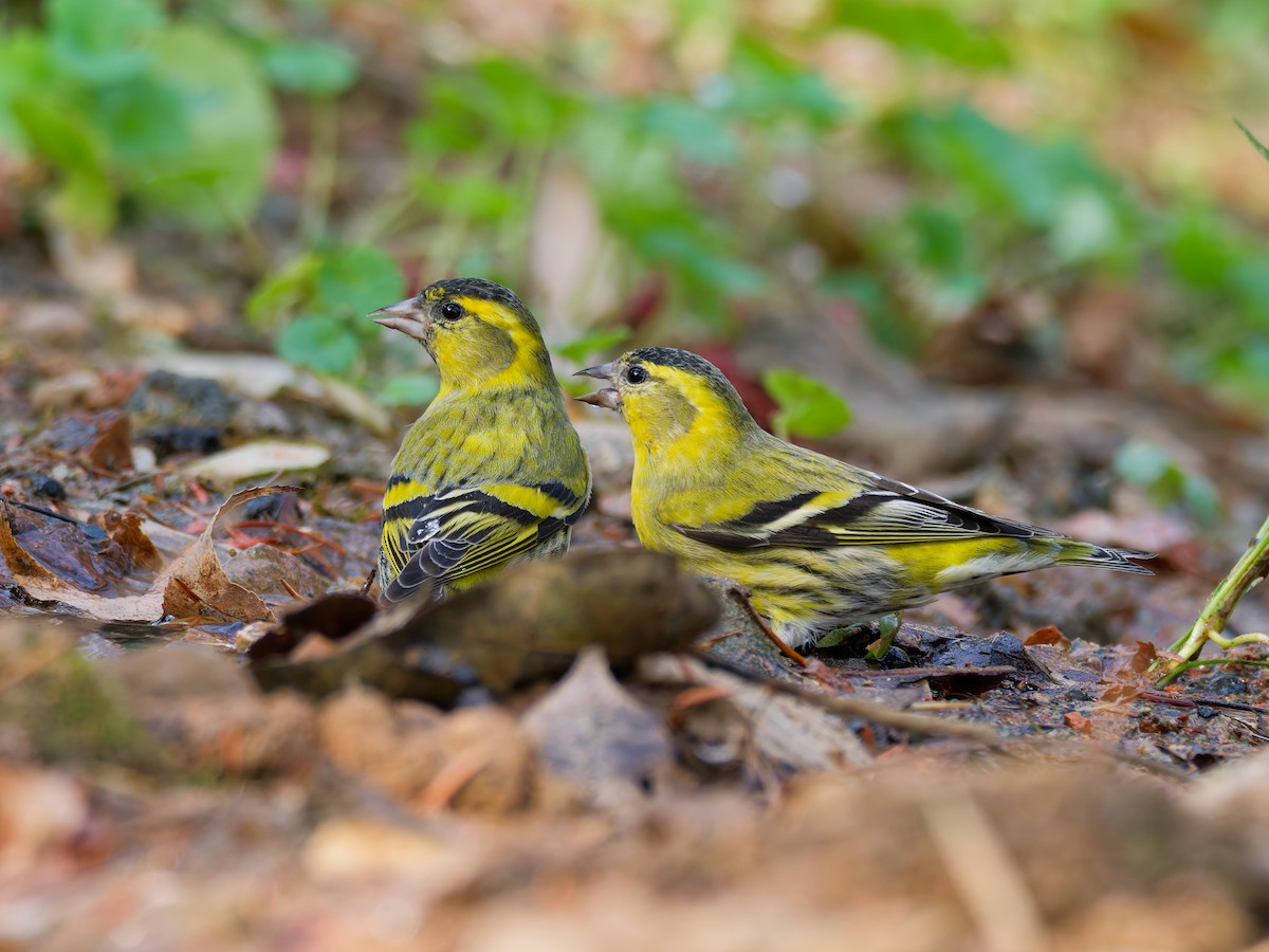 Eurasian Siskin - ML647116457