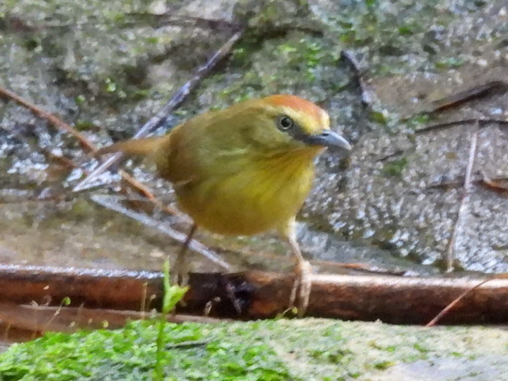 Timalí Goliestriado - ML647116458