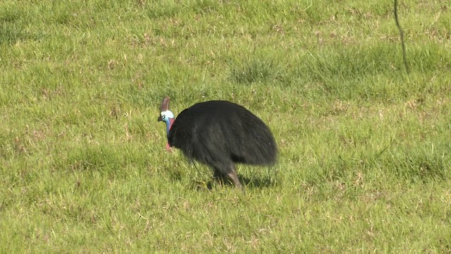 Казуар шоломний - ML647116463