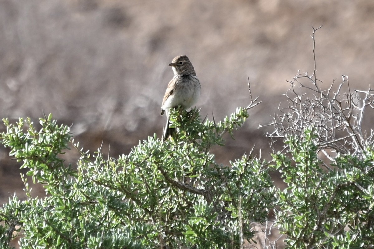 Mediterranean Short-toed Lark - ML647116470